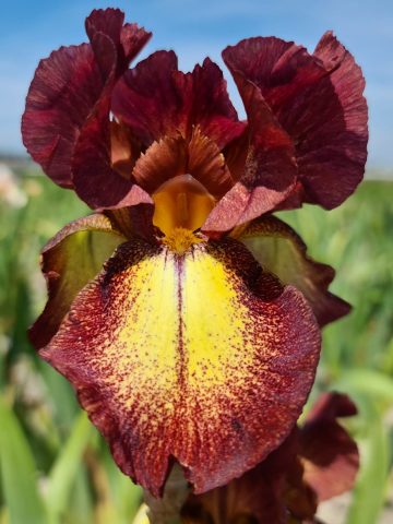 Iris germanica 'Provencal'