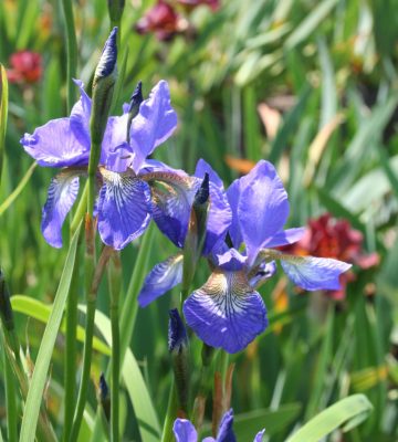 Iris sibirica 'Blue King'